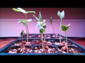 Morning Glory Seedlings Time-lapse