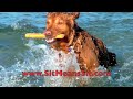 DOG TRAINING | TEACHING YOUR DOG TO SWIM