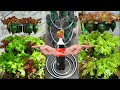 recycle plastic bottles to grow salads at home