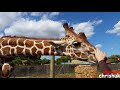 Safari Zoo, Sa Coma Majorca (Mallorca)