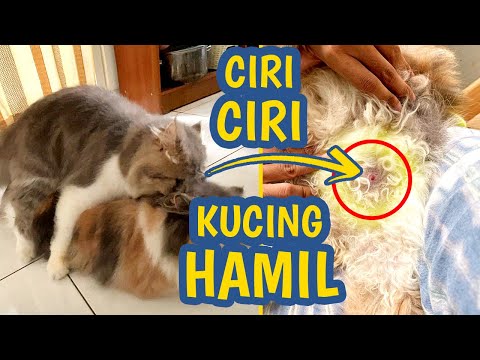 Видео kucing hamil