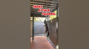 Snake attack Squirrel #shorts