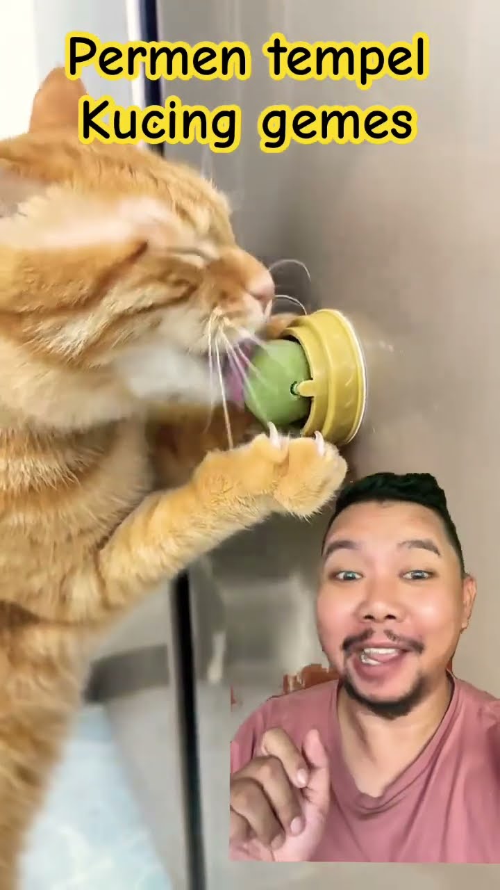 PERMEN CATNIP TEMPEL LUCU KUCING!!?? #pet #cute #cat #shortsfeed #funny
