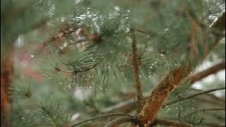 Background Sinematik embun pagi | no copyright | #2