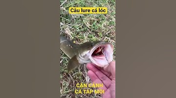 Câu lure cá lóc, cận cảnh cá táp mồi #snakeheadfishing #thanhcauca