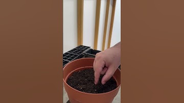 Day 5 Plant Seeds