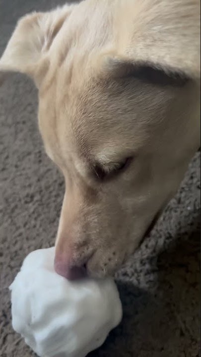 new-member-of-the-family-eating-a-snowball-names-kane-youtube