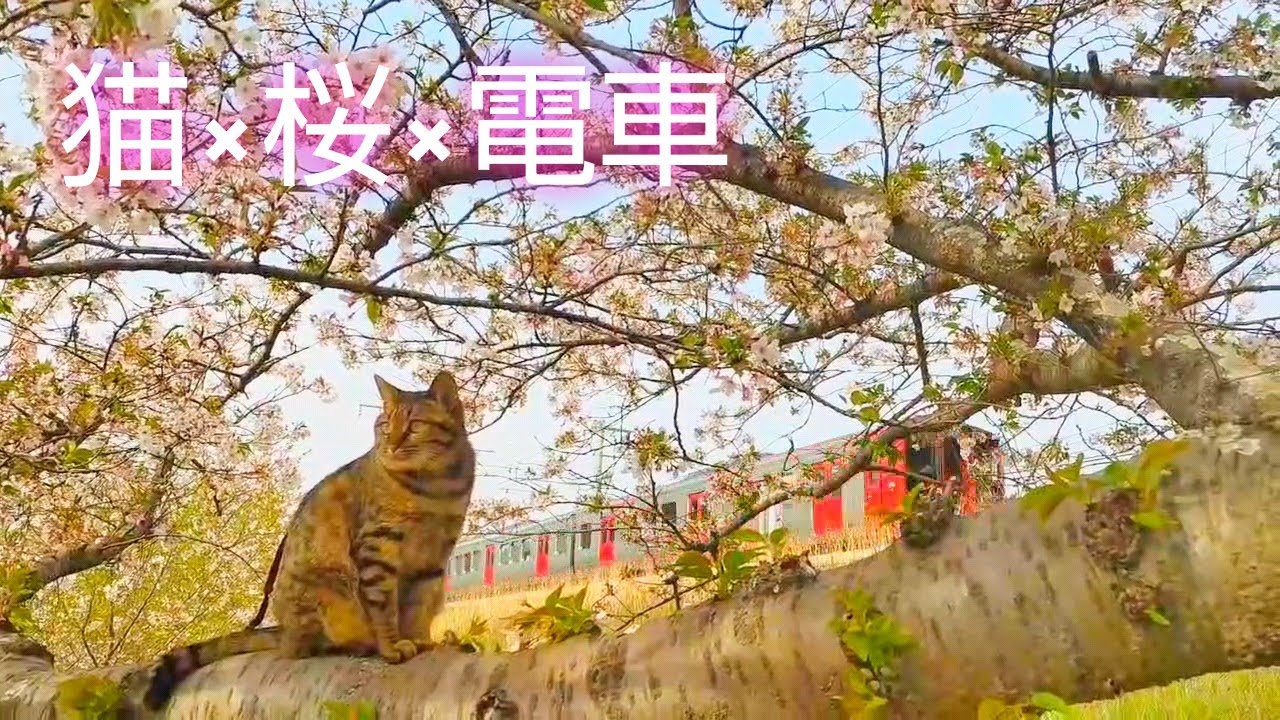 猫×桜×電車 肩乗り猫リクちゃん - YouTube