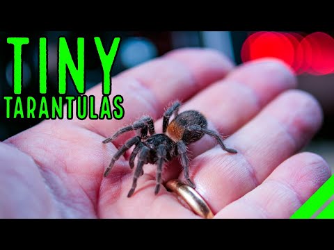 Video: Apulian tarantula: paglalarawan. Pag-aanak sa bahay