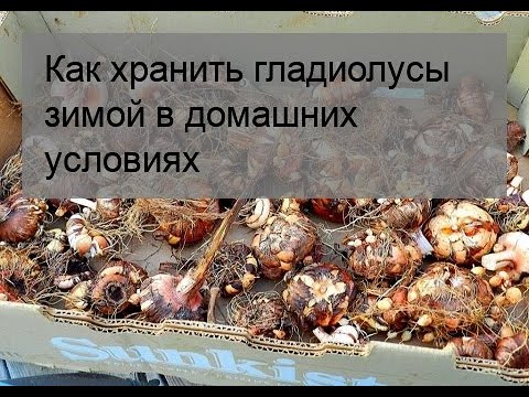 Как сохранить гладиолусы зимой в домашних условиях