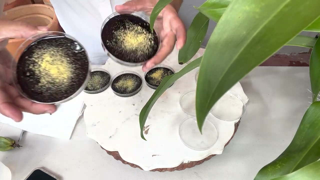 Mira mi invento con Semillas de Orquídeas