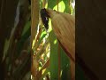25 años de labranza de conservación