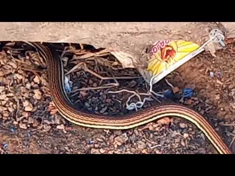 Video: Ular Garter - Thamnophis Reptile Breed Hypoallergenic, Kesehatan Dan Umur