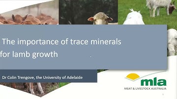 The importance of trace minerals for lamb growth webinar