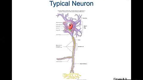 Ch. 8 (Nervous System) Part 1