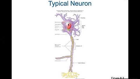 Ch. 8 (Nervous System) Part 1