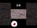 日本とロシアの違い #ポーランドボール #countryballs #おすすめ #おすすめにのりたい #おもしろ動画 #おもしろ #日本 #ロシア #shorts #japan #russia