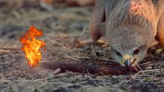 How Can This Bird Catch Fire?