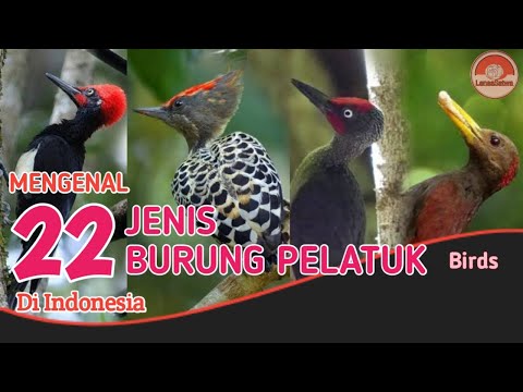 Video: Adakah burung belatuk berbulu halus mempunyai kepala merah?