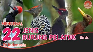 BURUNG PELATUK // 22 JENIS \u0026 DESKRIPSI SINGKAT.