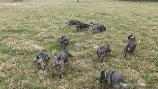 Bassets bleus de Gascogne de l'Echo de la Brangerie. Chasse au lièvre du 20/02/2022