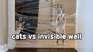 Cats vs Invisible wall by Daily DevRex 486 views 1 year ago 2 minutes, 56 seconds