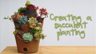 Succulents Planting in Terracotta Pots, inspired from a visit to the cliff gardens on St. Michaels Mount in Cornwall. See more photos 