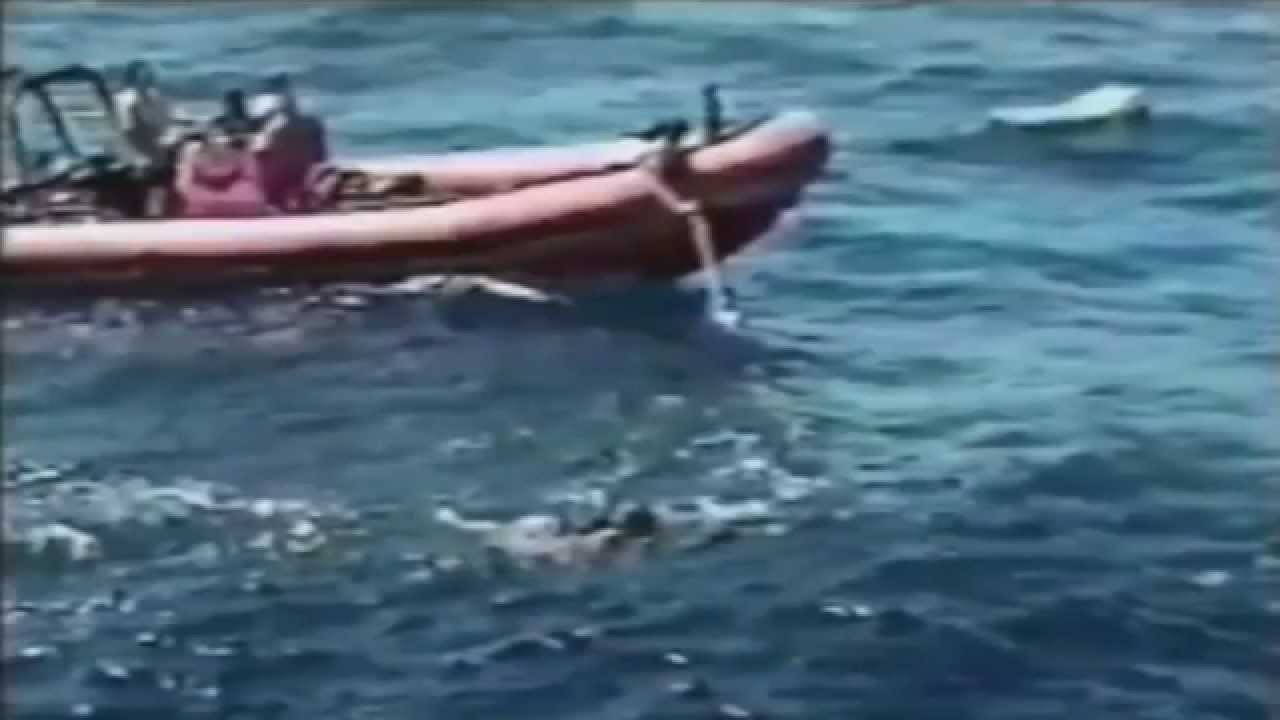 Shark Attack A Great White Shark Attacks Shark Rips Women S Leg Off Great White Shark Attack Shark Attack Big Shark