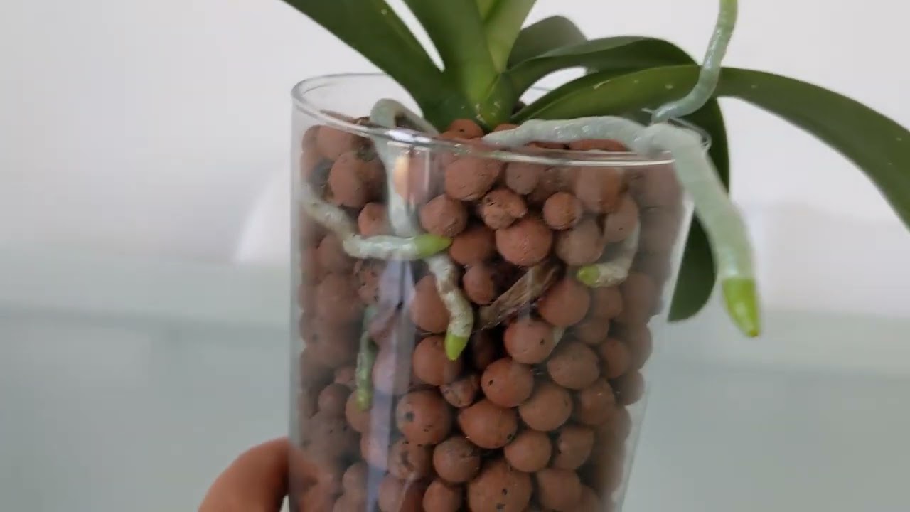 Orquídea no vidro com argila expandida da certo? 😱🥰 - thptnganamst.edu.vn