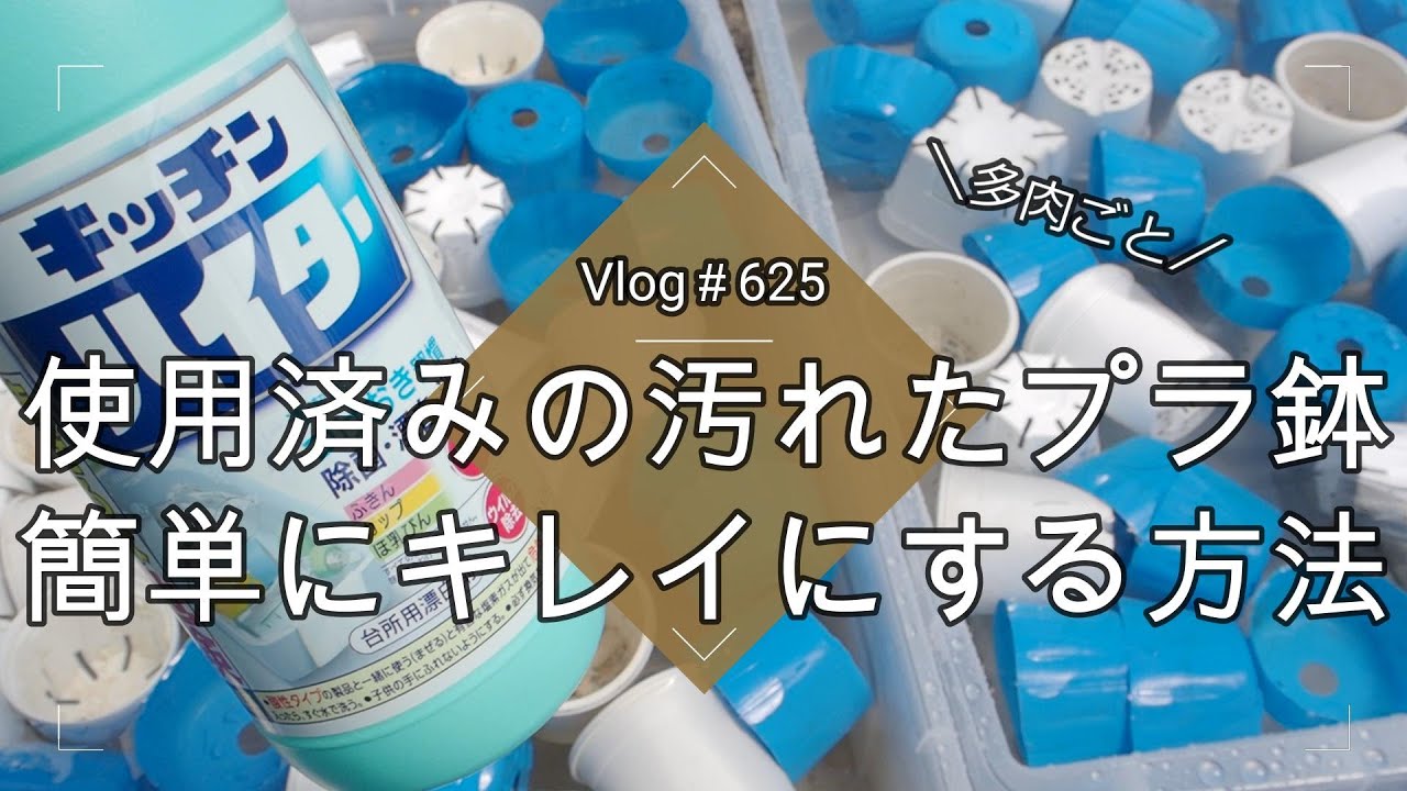 Vlog 625] [Succulents] How to easily clean used, dirty plastic