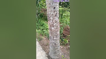 Vua Dừa Miền Tây TV// những cây dừa xưa vua dừa đã leo trèo giờ chỉ còn cái ngọn tuông hết trái