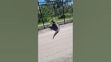 Giant alligator bends metal fence while forcing its way through