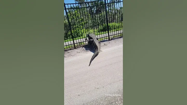 Giant alligator bends metal fence while forcing its way through - DayDayNews