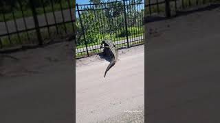 giant alligator bends metal fence while forcing its way through