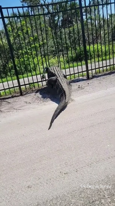Giant alligator bends metal fence while forcing its way through