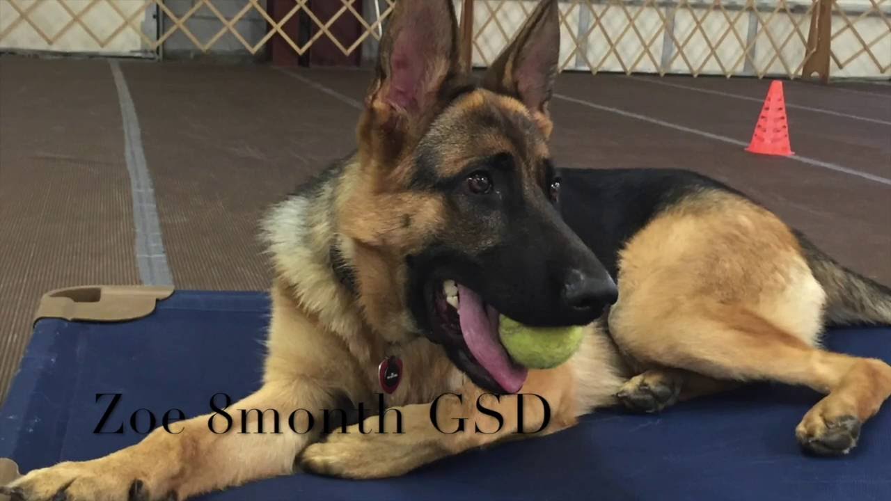 Best Dog Training On Long Island Best Dog Training On Long Island