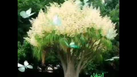 الرحمن ،علم القرأن،خلق الإنسان،علمه البيان،🌿،سورةالرحمن،،الشيخ ماهر المعيقلي 🌿