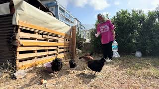 Hühner, Katzen und Kampfhühner in meinem Garten in Alanya Antalya Türkei 24. Mai 2024| Hühnerhaltung