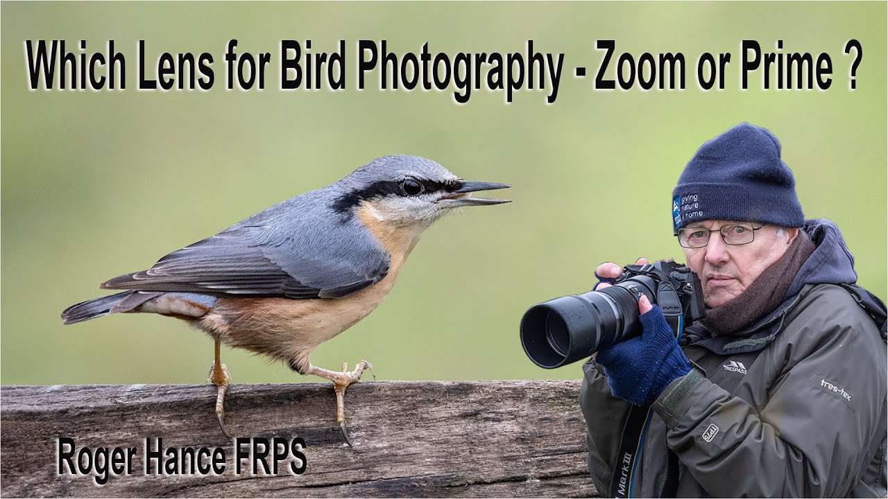 What Is The Best Lens For Bird Photography Olympus 100 400mm Zoom Or What Is The Best Lens For Bird Photography Olympus 100 400mm Zoom Or