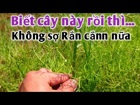 Video Loại cây thuốc quí nhưng lại rất ít người biết, trị... - youtube