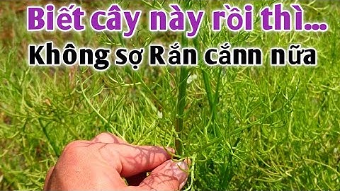 Loại cây thuốc quí nhưng lại rất ít người biết, trị rắn cắnn rất tuyệt vời. PHAN HẢI Channel