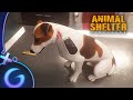 Animal shelter simulator  soigner les animaux 