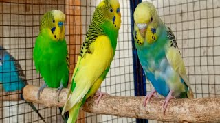 12 Hr Budgies Chirping Talking Singing Parakeets Sounds Reduce Stress , Relax to Nature Bird Sounds by Beel Pet Budgie Sounds  955 views 2 weeks ago 11 hours, 59 minutes