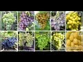 сорта винограда более 80 сортов, фото как выглядит размер ягод и кисти.топ 10 сортов.