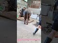 Cattle Weighing Trick 🐂 Smart Farm Scale Method ↓