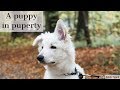 A puppy in puperty  | White Swiss Shepherd | 6 months old の動画、YouTube動画。