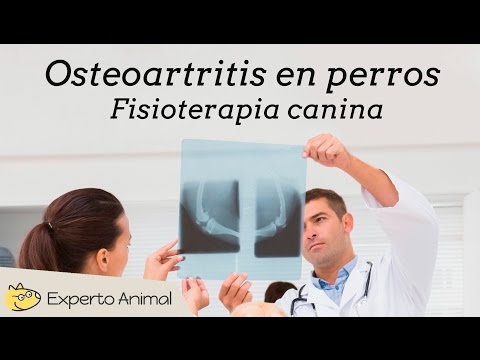 Video: Medicina de rehabilitación (rehabilitación) para perros con osteoartritis