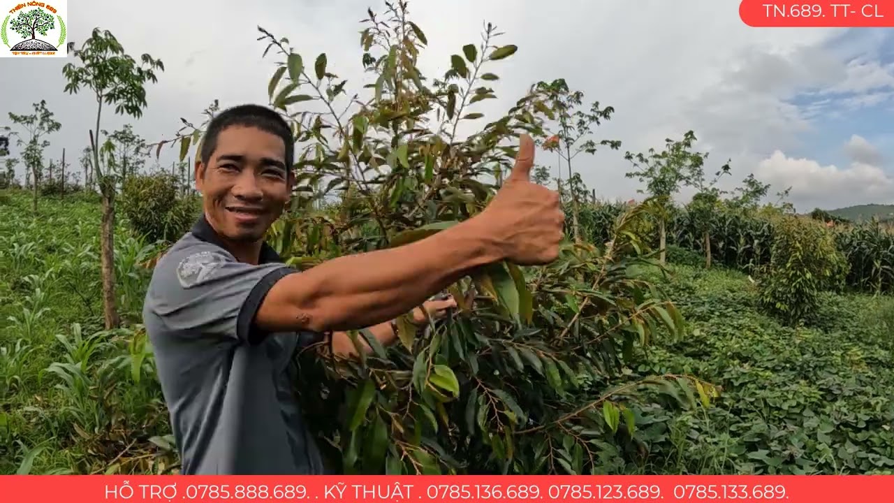 KỸ THUẬT TỈA CÀNH TẠO TÁN SẦU RIÊNG TỪ 1 2 NĂM