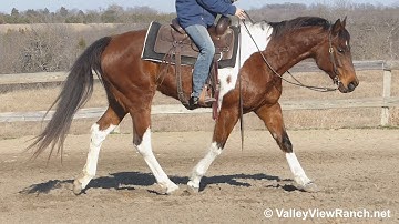 SC Docs Little Lady - walk, jogs, lope, stops! - ValleyViewRanch.net