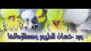 أجمل طيور البادجي الانجليزي - ورد حمدان The most beautiful English Badji birds